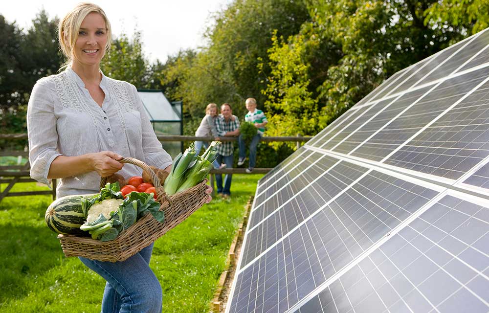 Solar panels shading vegetable crops in Mauritius
