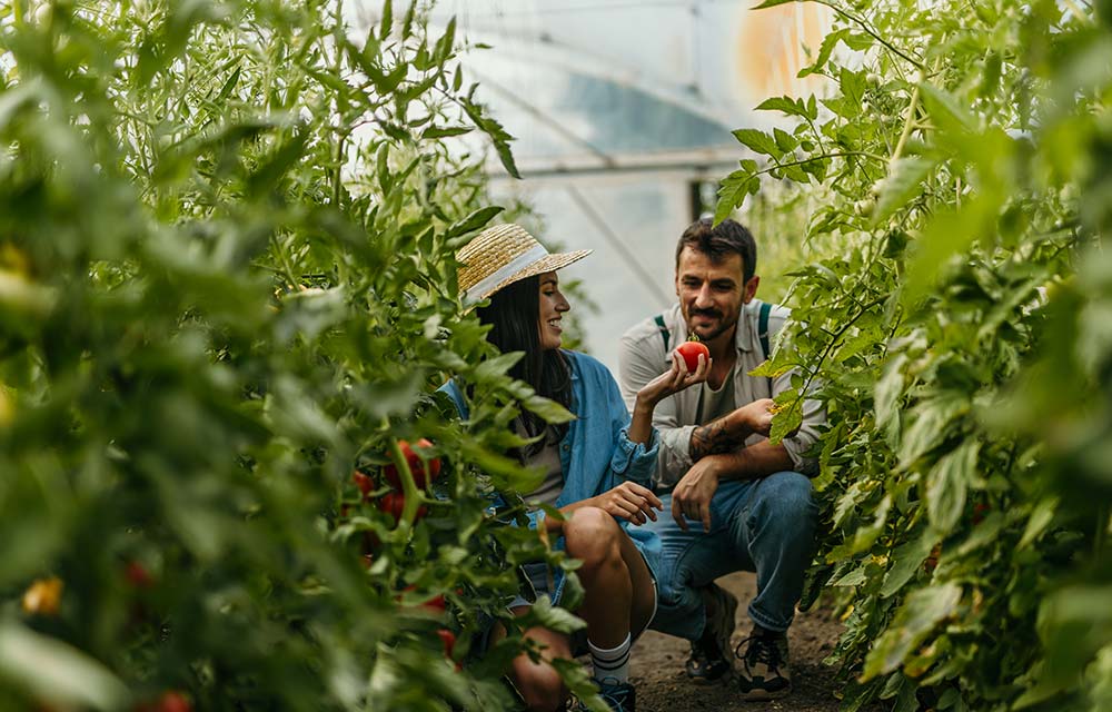 Agrivoltaic panels shading tomato rows in Mauritius for better fruit quality